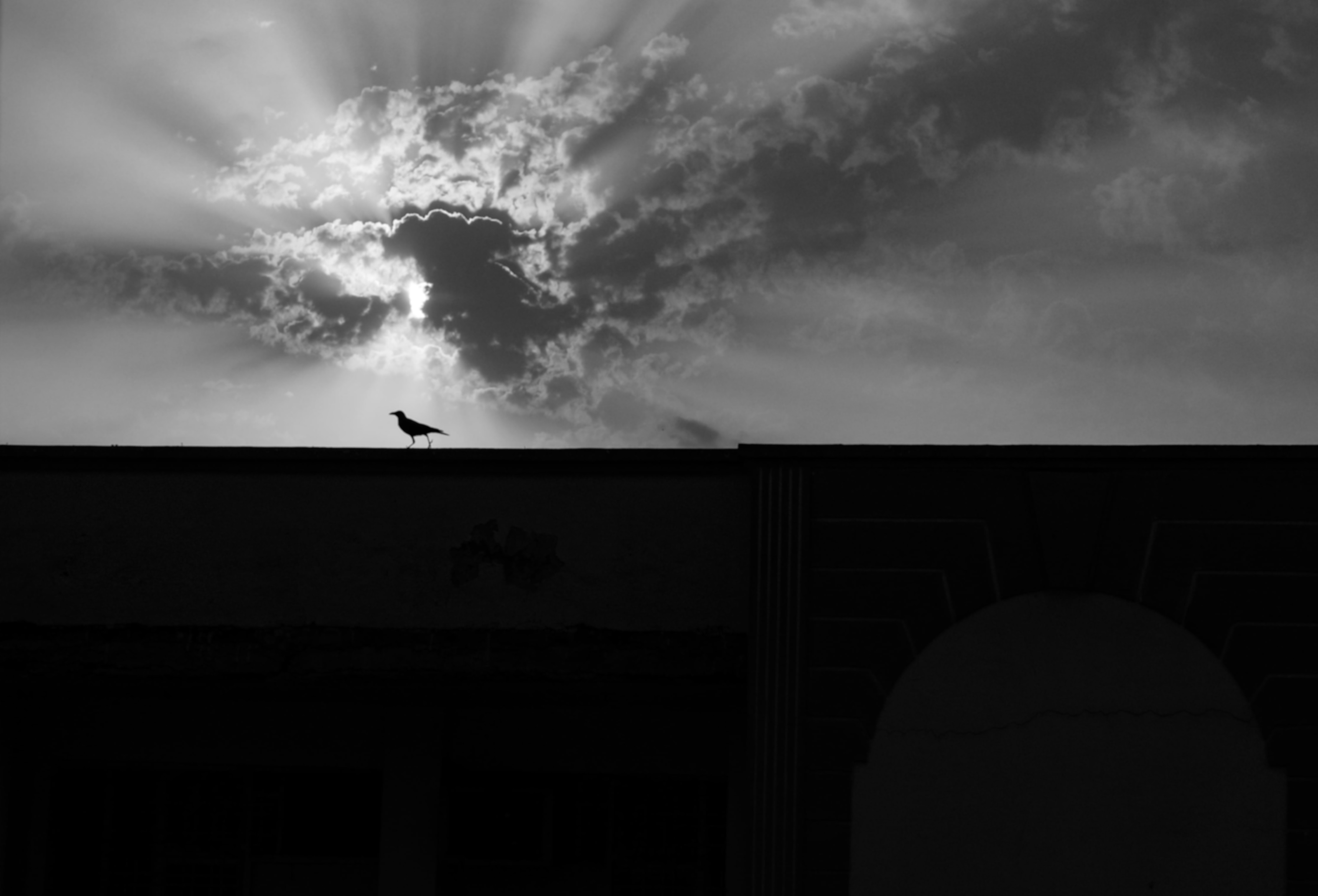 The bird that disappears
